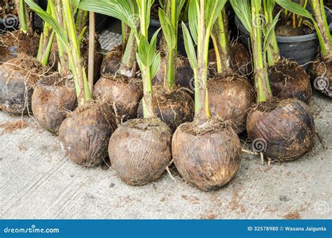 Coconut Stock Photo Image Of Garden Texture View Organic 32578980