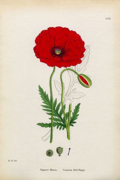 An Illustration Of A Red Flower With Green Leaves