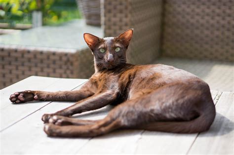 Oriental Shorthair Cat Is A Breed Of Domestic Cat That Is Closely