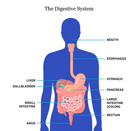 Digestive Health Digestive Diseases And Tips For A Healthy Gut