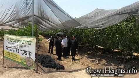 Picture Of The Day Rabbonim Visit Kfar Chabad Esrogim Orchard