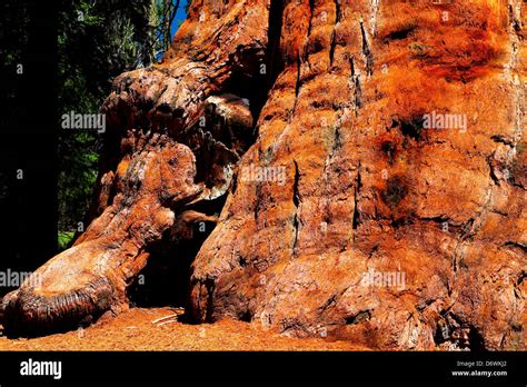 Usa California Sequoia National Park Grants Grove Area General