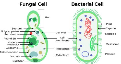 Difference Between Bacteria And Fungi Geeksforgeeks