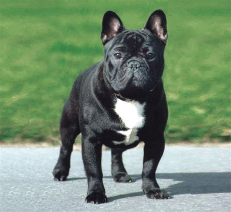 This indentation is not easy to see but it can be located beneath or on top of their tail. Pedigree Dogs Exposed - The Blog: French Bulldogs - an ...
