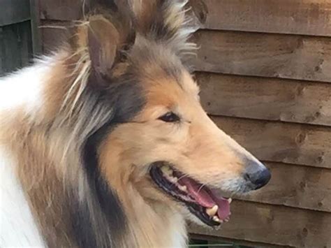 Lassie 9 Year Old Female Rough Collie Dog For Adoption
