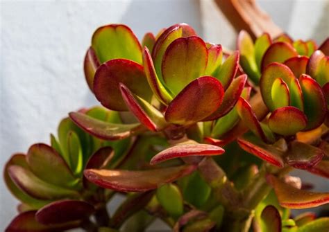 Premium Photo Succulent Crassula Ovata Hummels Sunset In A Pot In The Home Garden