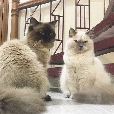 5 beautiful maine coons for sale, they are 9 weeks old and ready to leave to their new home, all are litter trained and free of fleas and worms, extremely fluffy and well socialized with kids and. Buy Ragdoll Himalayan Cats For Sale Online in India ...