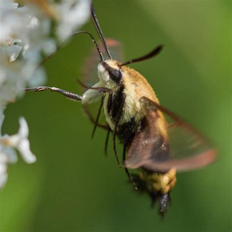 Snowberry Clearwing Reddit Post And Comment Search Socialgrep