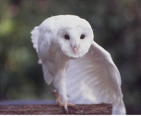 The Rare Albino Owl Everything You Need To Know I Owlsfact
