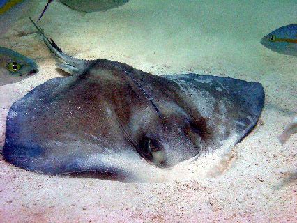 Any of various large, venomous rays, of the orders rajiformes and myliobatiformes, having a barbed, whiplike tail. Whiptail Stingrays: Characteristics and bology of the ...