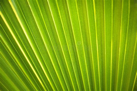 Green Palm Leaf Texture Stock Photo Image Of Plant 117062044