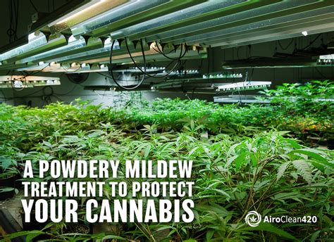 With regular treatment, unaffected plants should remain free of powdery mildew and affected plants various fungi cause powdery mildew, and milk solution is more effective on some than others. A Powdery Mildew Treatment to Protect Your Cannabis ...