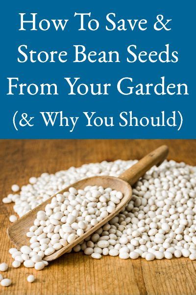 How To Save And Store Beans Seeds From Your Garden Bean Seeds Fruit