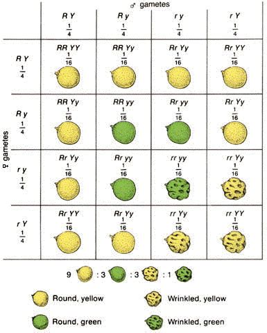 Since each parent produces 4 different combinations of alleles in the gametes, draw a 4 square by 4 square punnett square. Dihybrid Cross