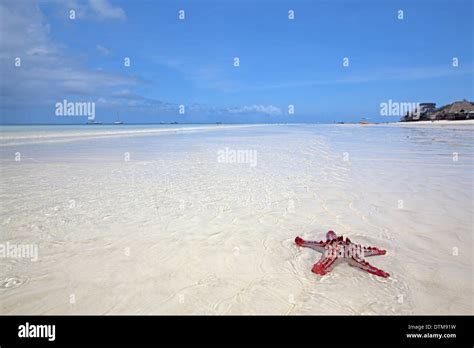 Zanzibar Starfish Hi Res Stock Photography And Images Alamy
