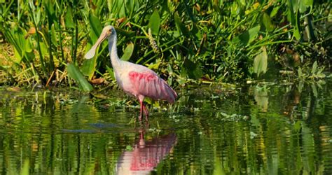Top 10 Florida Birding Hotspots A Birds Delight