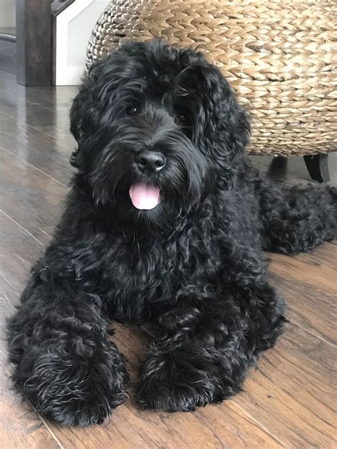 Oreo black/white parti contact by phone for details and pictures. Pin by Brickhaven Labradoodles on Brickhaven Labradoodles ...