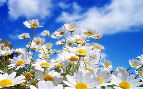 Daisies Wallpapers Hd Images New