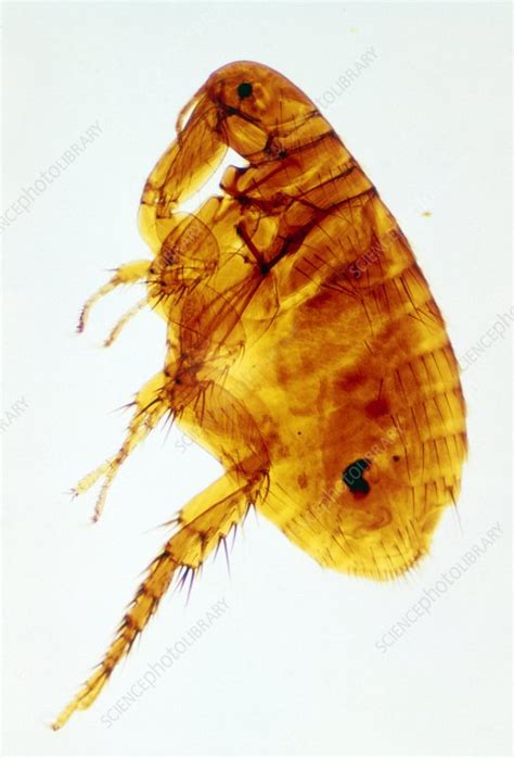 Lm Of The Dog Flea Ctenocephalides Canis Stock Image Z3750040