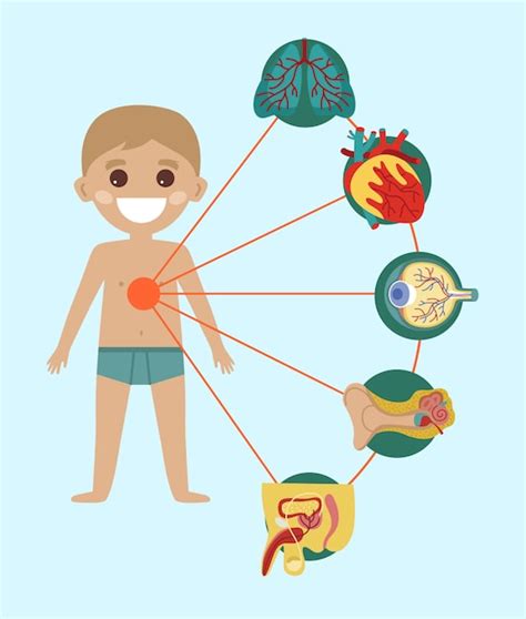 Infográfico De Saúde De Criança Com Anatomia Do Corpo Humano Vetor