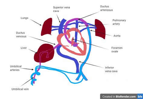 Fetal Circulation Diagram Blood Flow