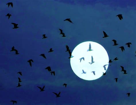 Nocturnal Migration Of Songbirds Birdnote