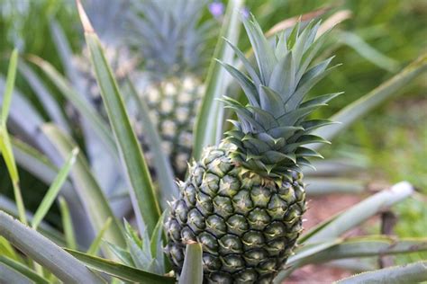 061512 Pineapples Grow Quite Well On Their Own Once Sta Flickr