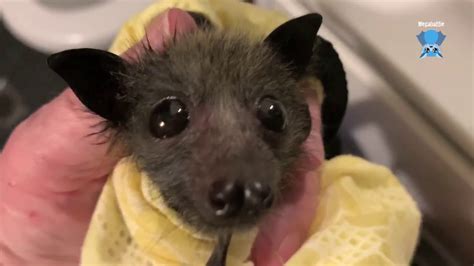 Baby Flying Fox Cries All The Time This Is Fussbudget At Midnight