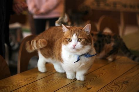 How Long Do Munchkin Cats Live Average And Max Lifespan Hepper