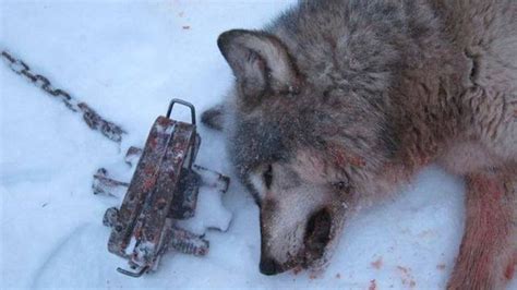 Petitions Protect The Wolves