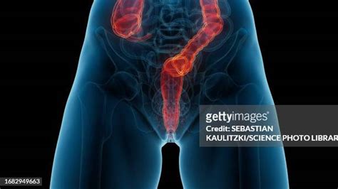 Anus Close Up Photos And Premium High Res Pictures Getty Images