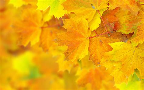 Autumn Yellow Big Leaves Wallpaper Baltana