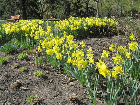 When is spring begins shown on a calendar. Spring Flowers on Princes Island Park | Calgary, Canada ...