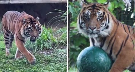 Gorgeous Sumatran Tiger Makes Animal Kingdom Debut Disney Dining