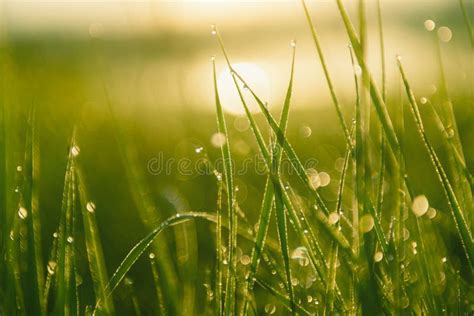 Green Grass With Morning Dew At Sunrise Stock Photo Image Of Garden