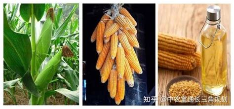 你吃的是哪种植物油？——油料作物大盘点 知乎