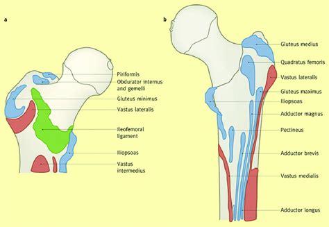 Muscle Attachments Of Acetabular Region And Proximal Femur B Proximal My Xxx Hot Girl