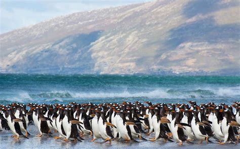 a guide to vacationing on the falkland islands
