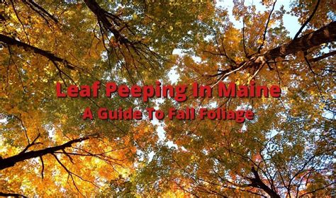 Leaf Peeping In Maine A Guide To Fall Foliage In Maine Buddy The