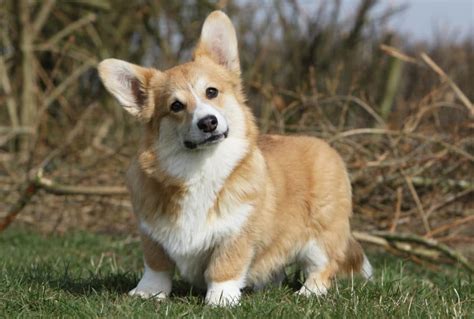 This corgi dog food can also be beneficial for more sensitive or pooches with food allergies. 6 Best Corgi Dog Food Plus Top 2019 Brands for Puppies ...