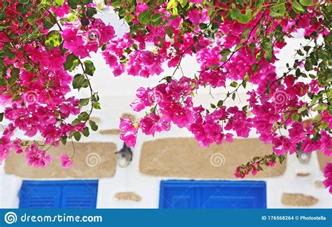 Blooming Pink Bougainvillea Flowers At Koufonisia Islands Cyclades