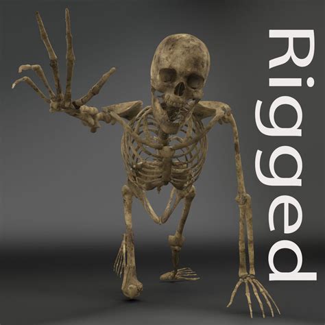 Human Male Skeleton Rigged 3d Turbosquid 1217853