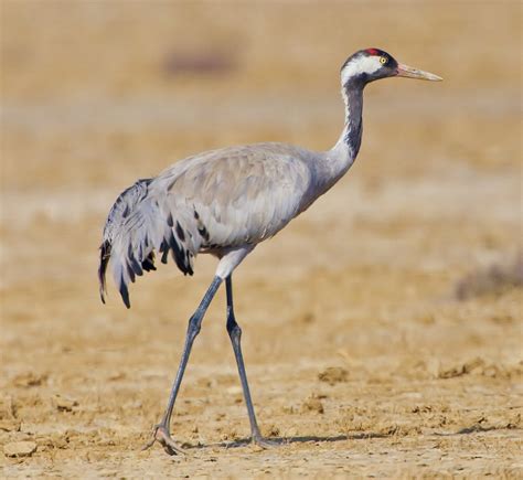 Birds Of The World Common Crane