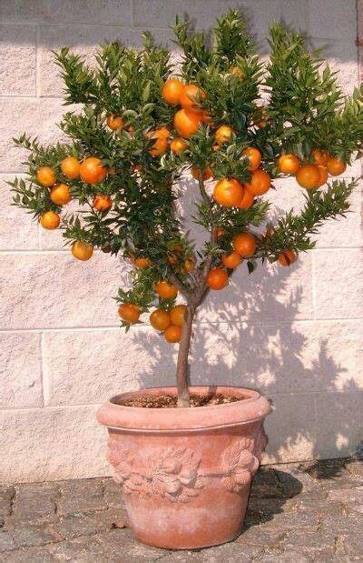 Small Orange Variety Kiat Kiat Fruit Trees Backyard Potted Fruit
