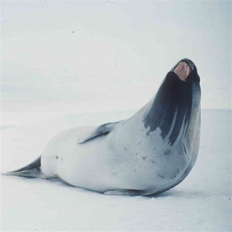 Ross Seals — Australian Antarctic Program
