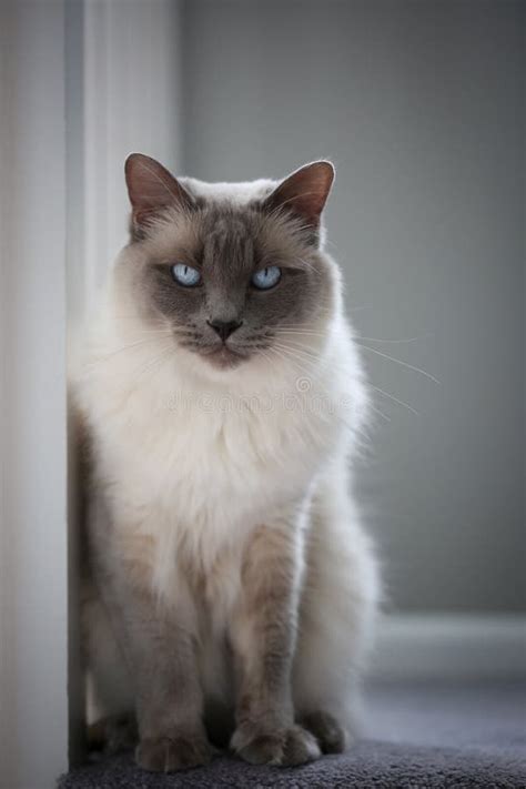 Lilac Balinese Cat Stock Image Image Of Lilac Pure 100809349