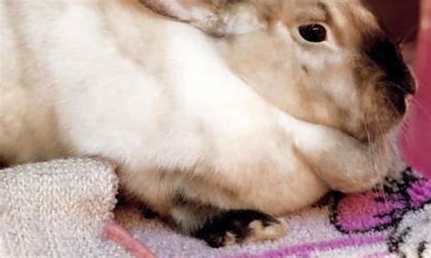 They do require a great deal of socialization in the early months, however, as well as intensive litter box training. These Seattle-based rabbits are up for adoption and in ...