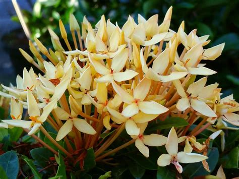 Maybe you would like to learn more about one of these? YELLOW DWARF IXORA Miniature Taiwanensis Tropical Low ...