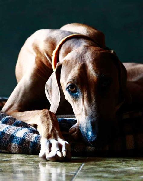 32 Hound Dog Breeds With Incredible Instincts Purewow