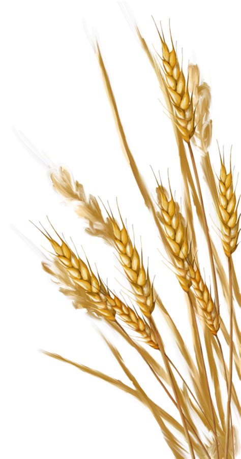 Wheat Png Transparent Images Png All